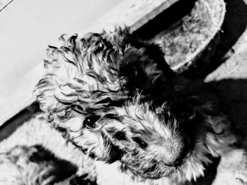 Illustration for article titled On Dogs - Update: news & photos